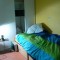 sous loue studio 20m² 18eme